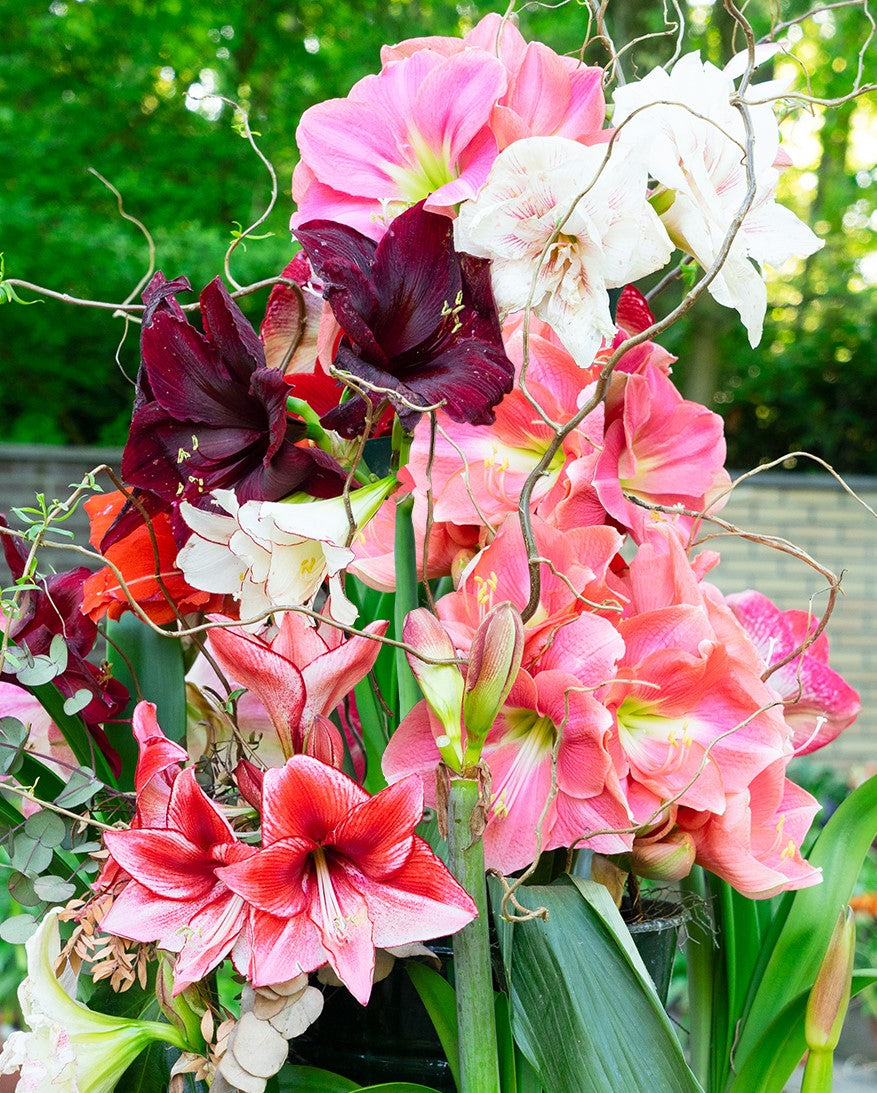 Amaryllis Bulbs