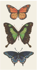 Butterfly Guest Napkins