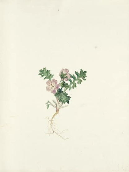 Texas Wild Flowers