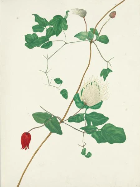 Texas Wild Flowers